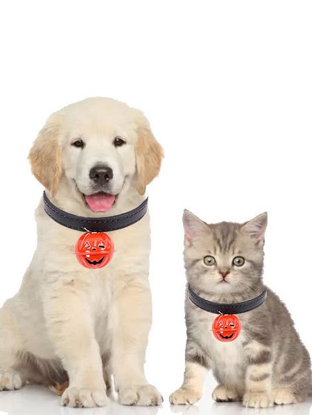 Halloween Pumpkin Bell Collar Decoration Dog Cat Necklace, As picture, Home & Garden & Decorations
Halloween Pumpkin Bell Collar Decoration Dog Cat Necklace, As picture, Home & Garden & Decorations