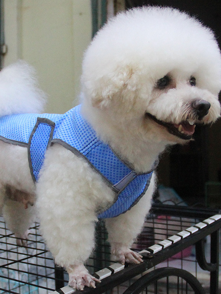 Lilicloth X Funnpaw Summer Thin Large Dog Clothes Pet Cooling Clothes, Blue, Pet Clothes