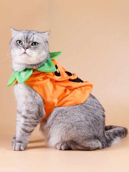 

Pet Halloween Pumpkin Costumes Cat Costumes, Orange, Home & Garden & Decorations