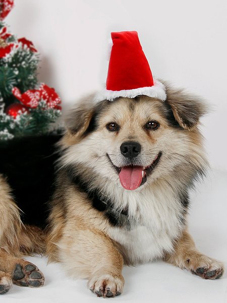 

Christmas Dog Hat Red Christmas Headwear Pet Holiday Costume Matching, Pet Supplies