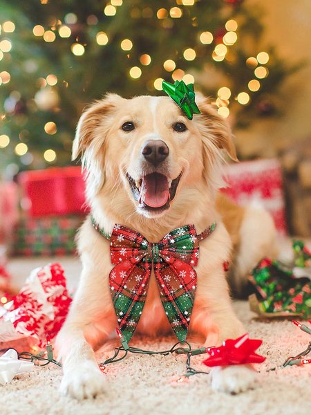 

Christmas Plaid Snowflake Pattern Pet Collars Cats Dogs Holiday Decorations, Green, Pet Supplies