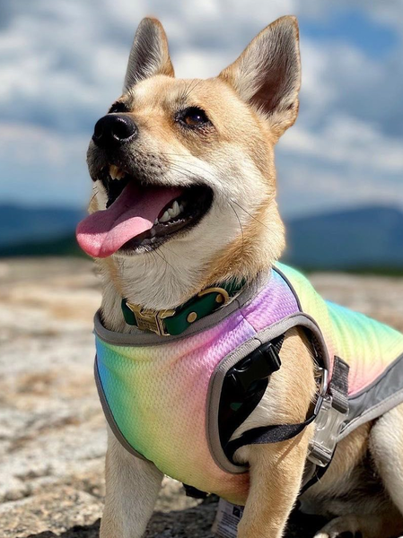 

Lilicloth X Funnpaw Summer Thin Large Dog Clothes Pet Cooling Vest, Multicolor, Pet Clothes