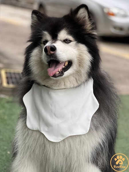 

Lilicloth X Funnpaw Plain Color Dog Print Bib, White, Pet Bandanas